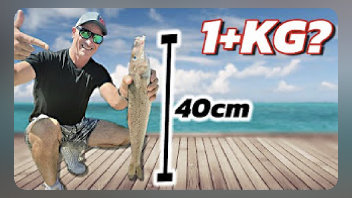 1kg Whiting? New Videos out! Love Ya's ALL - mailchi.mp/reeltimefishin…