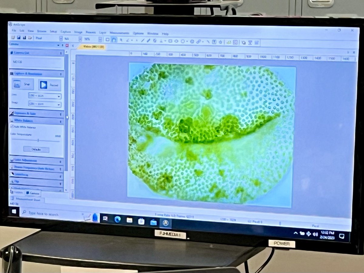 FJHLibrary's tweet photo. Day 2 of Protists in the library = happy little Volvox.
#fjhlibrary #scienceinthelibrary #protistlab https://t.co/LFVfDGevUx