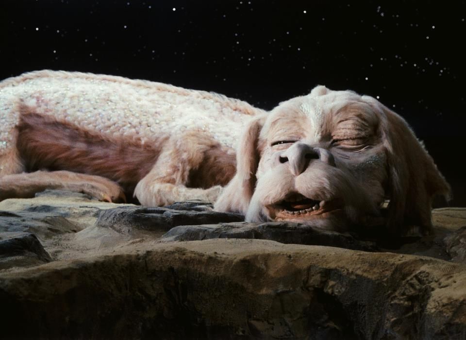 MovingImageNYC's tweet photo. Other creatures that may or may not have been on cocaine during  filming. https://t.co/k8lapKkqbT