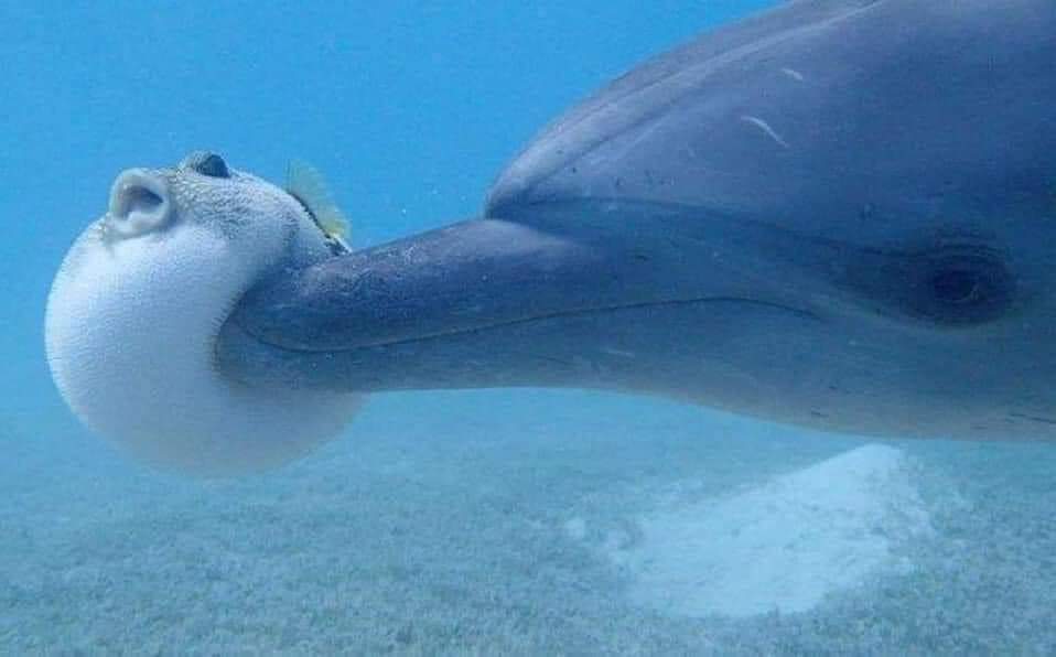 Los delfines molestan a los peces globo con el fin de que se hinchen y jugar entre ellos a pasarse la pelota, pero lo mas divertido es que al rato el pez globo suelta toxinas que los delfines usan en dosis pequeñas para drogarse y se pasan el pez entre ellos.
 Delfines chirretes.