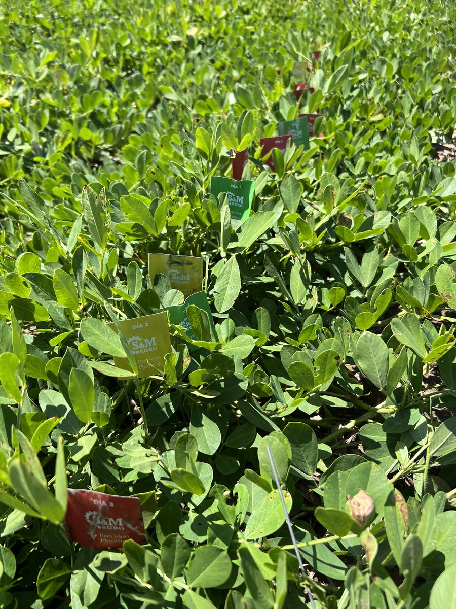 Otra tendencia interesante que vimos hoy. Ensayo de emergencia en Maní.
