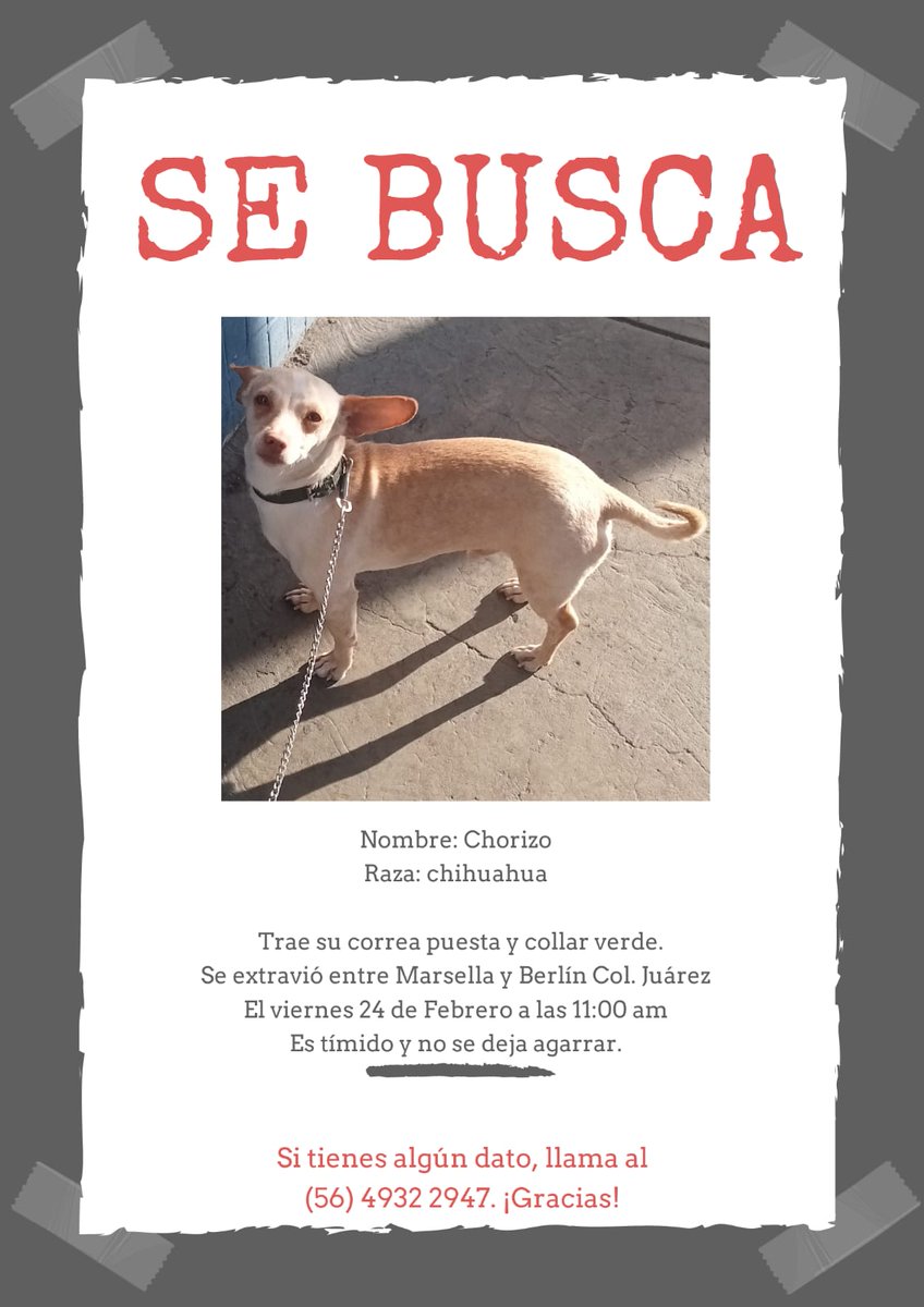 Se busca perrito en la #ColoniaJuarez se perdió en la calle de Marsella, su dueña lo busca.