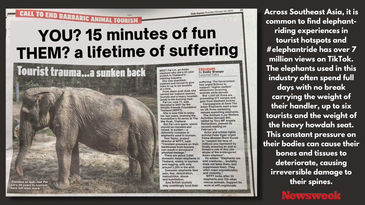 GentleNon's tweet photo. Pai Lin, 71 -  trekking #elephant 25 yrs. Constant pressure on her body caused bones &amp; tissues to deteriorate, causing irreversible damage to spine. She was also used as street begging prop &amp; in the logging industry. Subjected to yrs of cruelty #tourism https://t.co/qnAhTgih13 https://t.co/6ahHe3NWdl