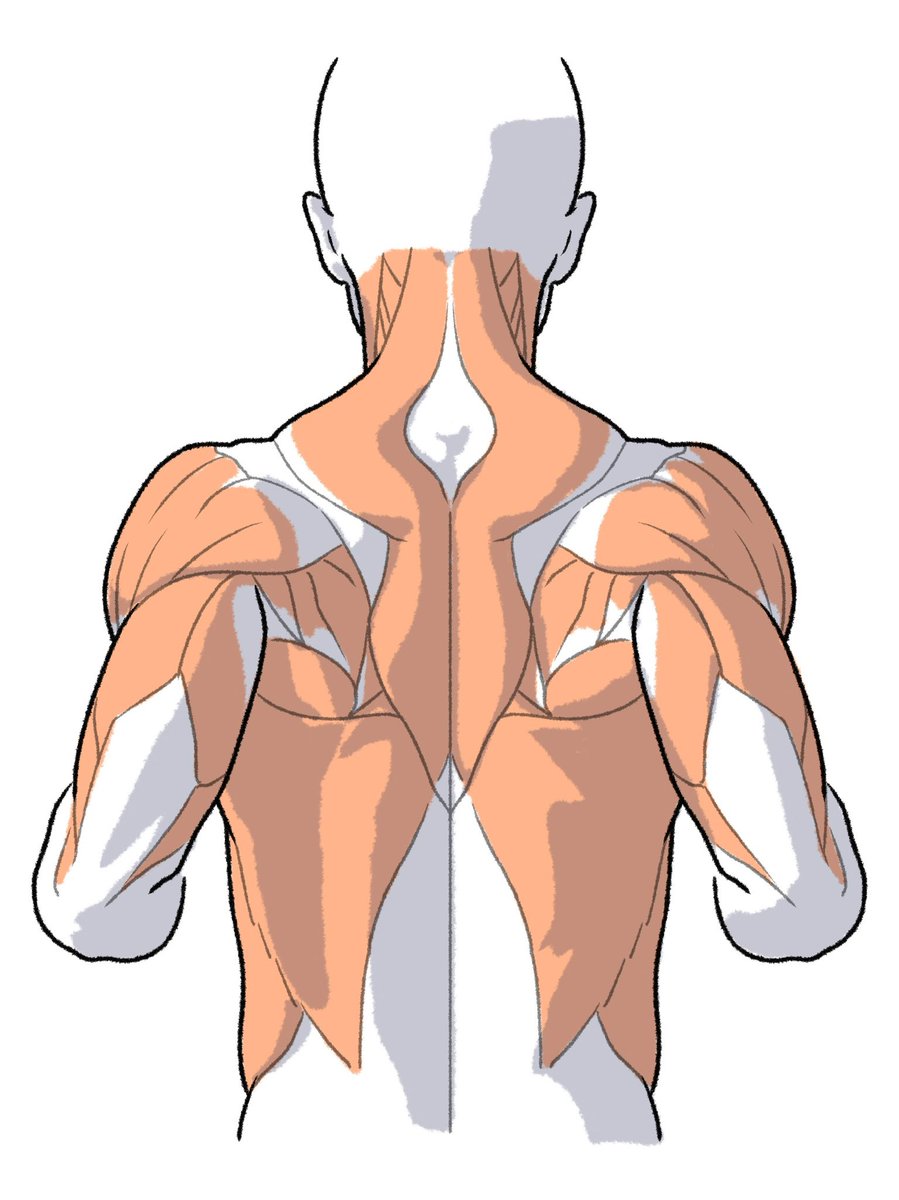 artanatomylab's tweet photo. https://t.co/n56KiPzIOO