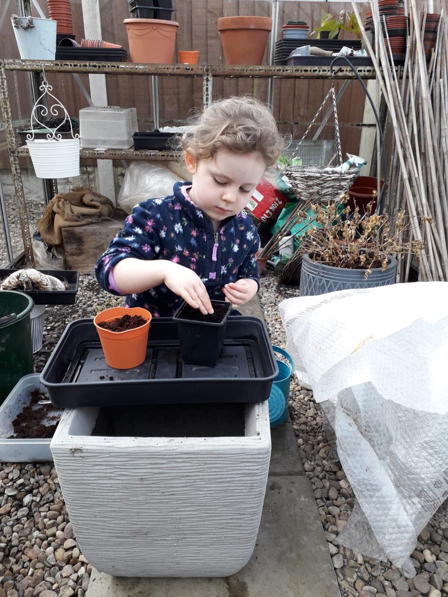 N has been busy today planting strawberries, Brussels sprouts, sweetcorn &amp; beans 🫘 🌽🍓<a href="/PaulSaxton17/">Paul Saxton</a> <a href="/LadywoodKH/">Ladywood Primary and Nursery School</a> @LWMrsNaik <a href="/MissFaulknerLW/">MissFaulknerLW</a> #family17