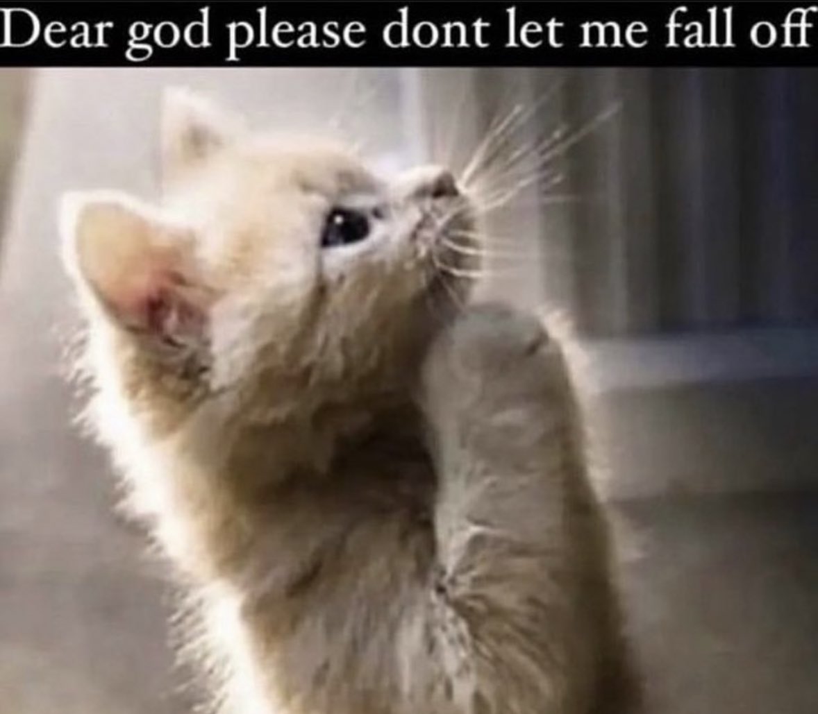 literallymecats's tweet image. 