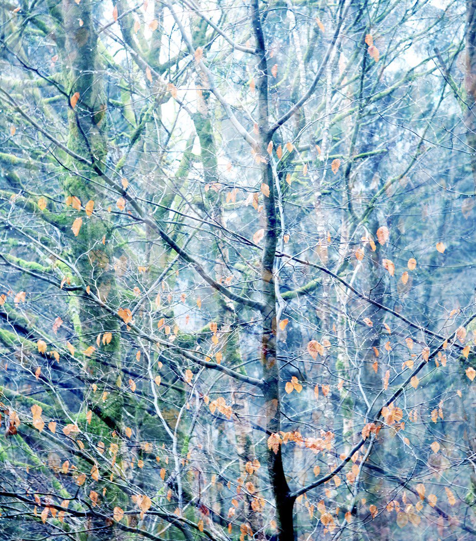 gwyn_price's tweet photo. @FujifilmUK Some multiple exposure trees. Sadly X-2 only takes two at a time 😕 #needtoupgrade https://t.co/ybbcqcP0PS