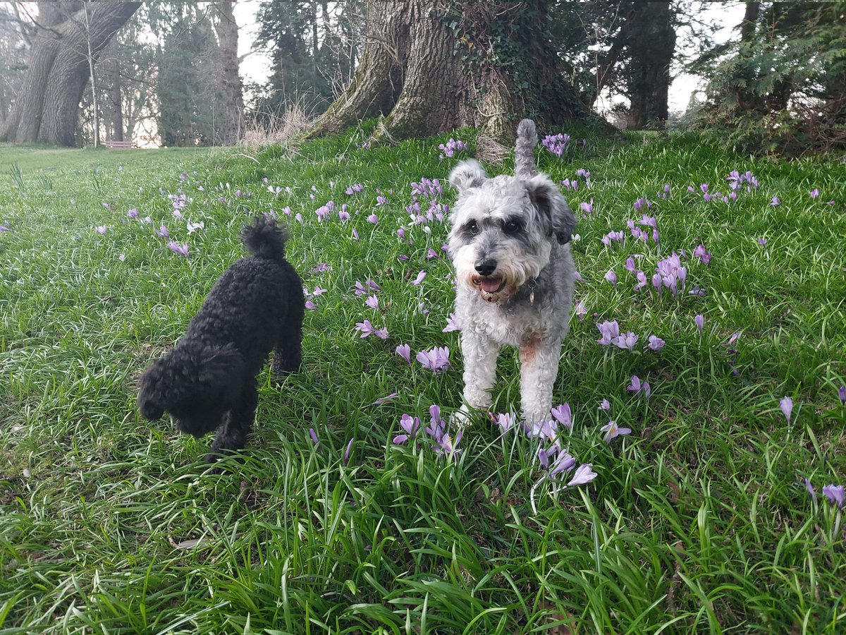 SkyeSchnoodle's tweet photo. Mum tried to get a nice photo of me because I'm 7 today! That makes me the oldest in the house and therefore in charge. Noodle didn't co-operate so these are as good as it gets.... https://t.co/UH97RJe8LO
