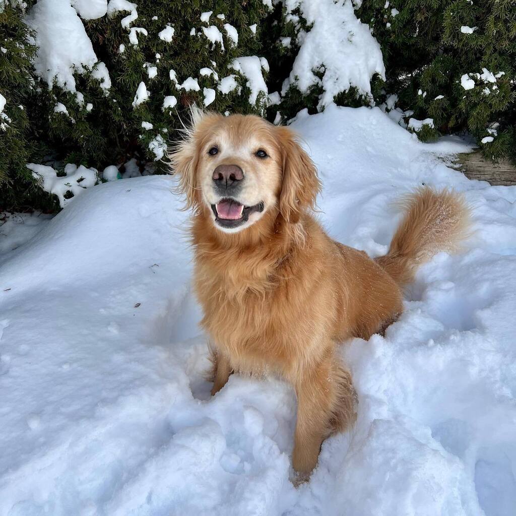 We hope your pups enjoyed the snow day as much as our staffs’ dogs did!!🤩🤩
•
•
•
•
•
•
•
•
•
•
•
•
•
•
•
•
•
#BYVH #BrooklynYardVet #Dogs #Pdx #PdxSnow #Portland #PortlandSnow #DogsInSnow #DogsOfInstagram #WeRateDogs instagr.am/p/CpDsLV7v4HI/