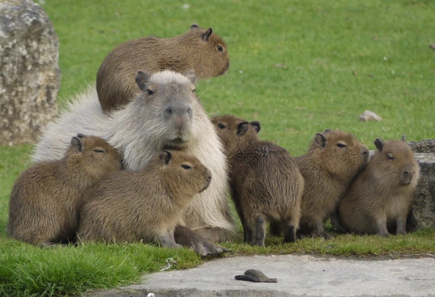 CAPYBARA_MAN's tweet image. if capybaras are an “invasive species” why don’t they invade my back yard so i can pet them all
