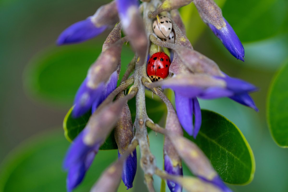 txextension's tweet photo. Things are starting to bud and bloom! What's growing in your garden?
Plant ID:
1. Texas Mountain Laurel featuring ladybugs
2. Narcissus
3. Old Bush Rose
4. Althea
📍@tamugardens
#springfeels #Texasblooms #OurTexas https://t.co/zhyW7UUlW5