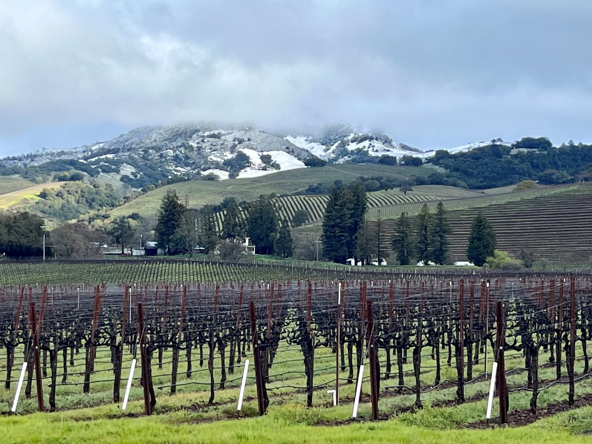 SchugWinery's tweet image. Well, you don’t see this often in wine country – snow-covered hillsides! This picture was taken just north of Schug Winery in Sonoma, looking east at the Mayacamas Mountains, approximately 900 ft elevation. 🗻🍇 #SchugWinery