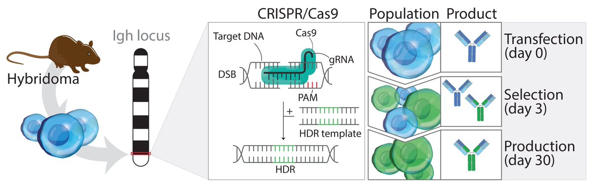 Bio-protocol (@bioprotocolbyte) on Twitter photo NEW in #CRISPR/Cas9: Engineering #antibodies directly into the immunoglobulin loci of #hybridoma cells allows researchers to produce #mAbs with any mutant isotype, format, or tag
🦠: bit.ly/3lSpXFh
👏<a href="/camillemlegall/">Camille Le Gall</a> <a href="/VerdoesLab/">Verdoes Lab</a> and <a href="/LabScheeren/">Scheeren lab</a> NEW in #CRISPR/Cas9: Engineering #antibodies directly into the immunoglobulin loci of #hybridoma cells allows researchers to produce #mAbs with any mutant isotype, format, or tag
🦠: bit.ly/3lSpXFh
👏<a href="/camillemlegall/">Camille Le Gall</a> <a href="/VerdoesLab/">Verdoes Lab</a> and <a href="/LabScheeren/">Scheeren lab</a>