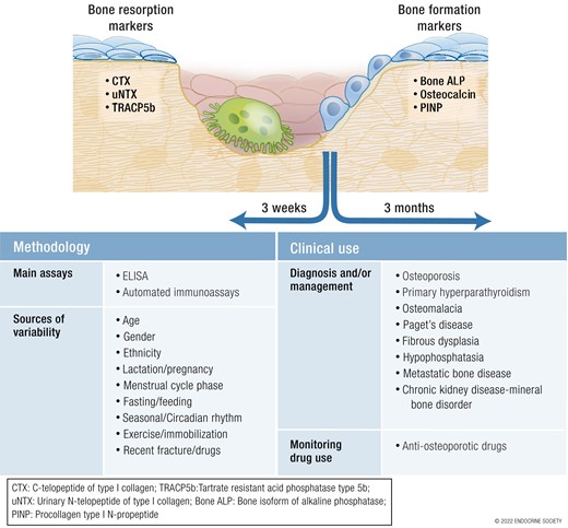 DanielJDrucker's tweet photo. Free to read #EndocrineReviews Markers of bone turnover #osteoporosis #fractures  https://t.co/7ZKgmSNXMP https://t.co/xpqhke74BO