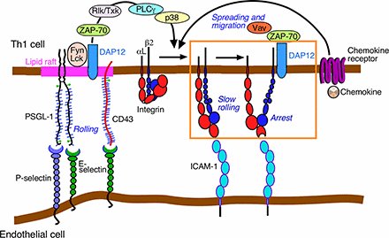 J_Immunol's tweet photo. #ICYMI from Rodger P. McEver @OMRF | #Th1 Cells Rolling on #Selectins Trigger DAP12-Dependent Signals That Activate #Integrin αLβ2 | #ReadTheJI #immunology #Tcelltrafficking 👉 https://t.co/MdYxuCX7sG https://t.co/VBD3pdxyIU