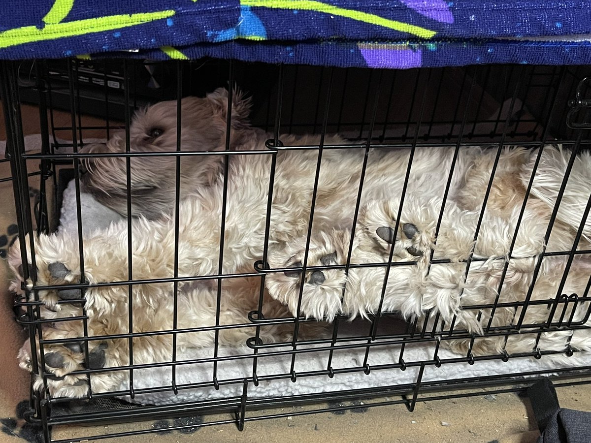 Miss Maisie showing off her toe beans ❤️🐾🐾  #dogsoftwitter  @DogsOfTheCFL