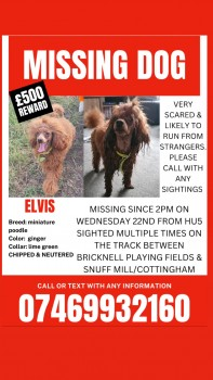 millypod1's tweet photo. 22 FEB 2023 #Lost ELVIS #ScanMe #Tagged
YOUNG Red Poodle Miniature Male
Coronation Road #Hull East Riding Of Yorkshire #HU5
https://t.co/NrFnGX6Te2 https://t.co/LD65W6eK02