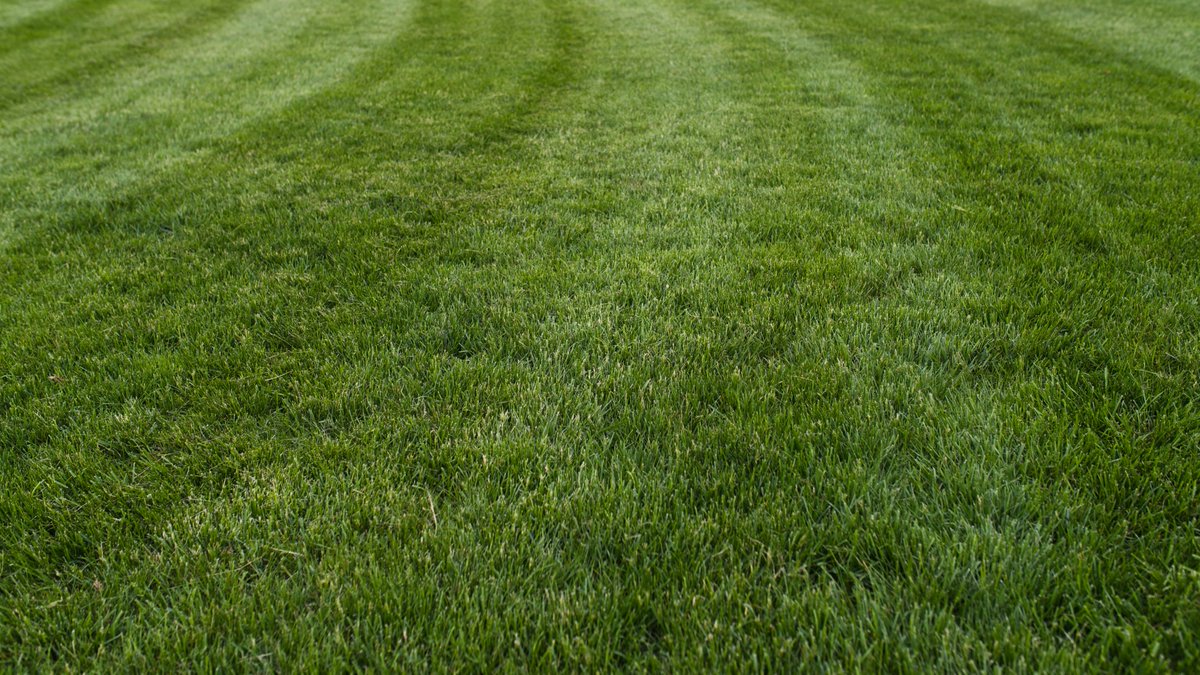 Our fertilization and #WeedControl program will give you the best lawn on the block! 🏆

We offer two programs that will put your lawn on a podium:

🏅 Gold program
🏅 Platinum program

If you're in #MankatoMN or nearby areas, enroll today! (507) 414-8387

katolawncare.com/fertilization/