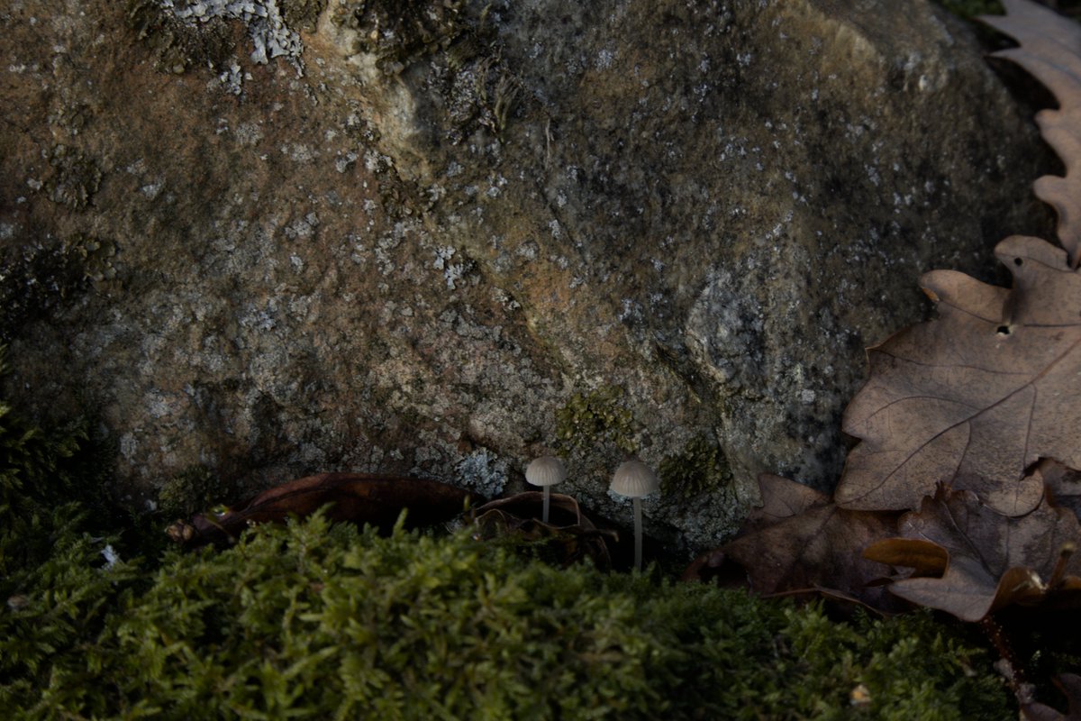 hidden next to a rock these small wonders where growing.
#photo #photography #photographylovers
#nature #naturephotography #naturelovers #macrophoto #macrophotography #macroworld
#mushrooms #mushroomlovers #mushroomphotography