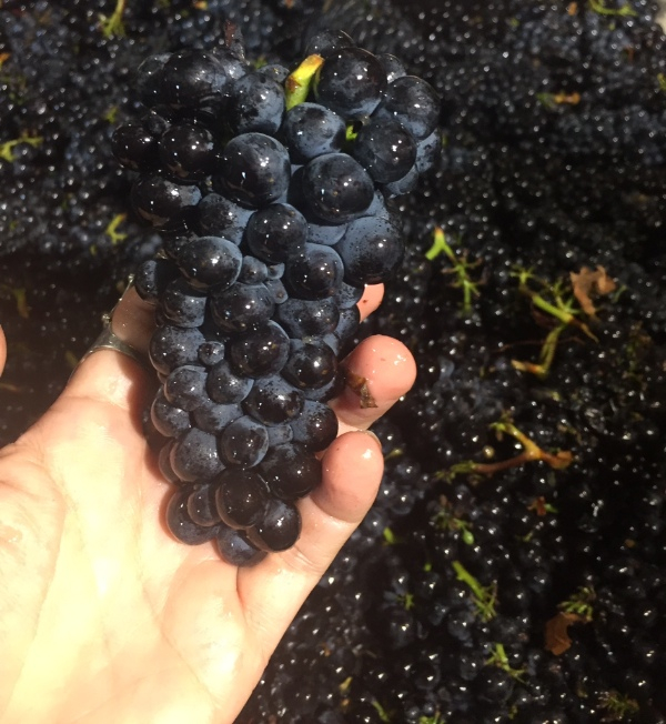 Make room in your cellar--club wines shipping soon! - mailchi.mp/claypoolcellar…