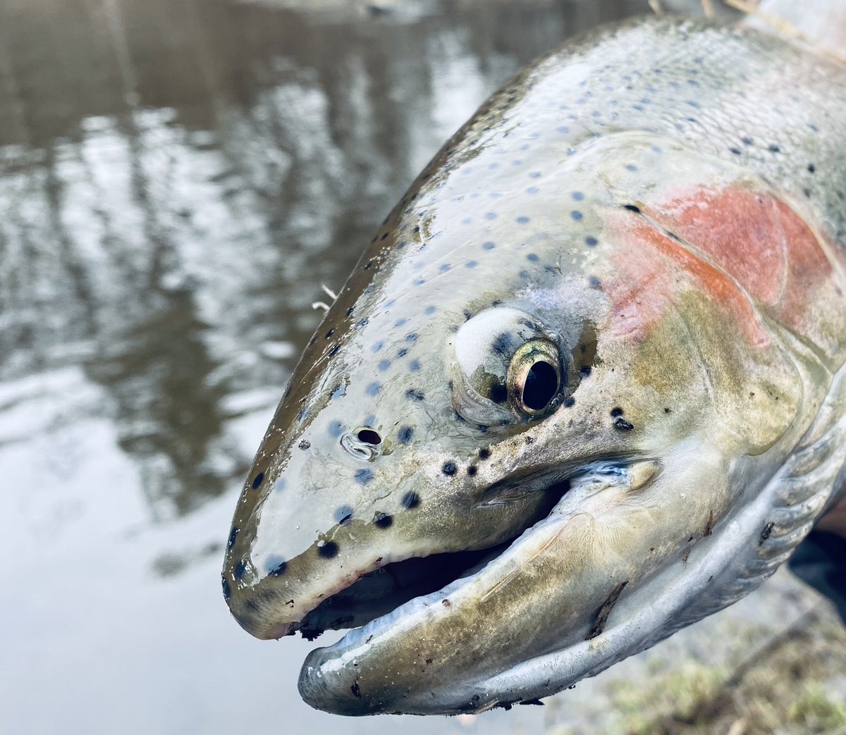 abby_badkitty's tweet photo. Catching some chrome! https://t.co/73WB9zIYES