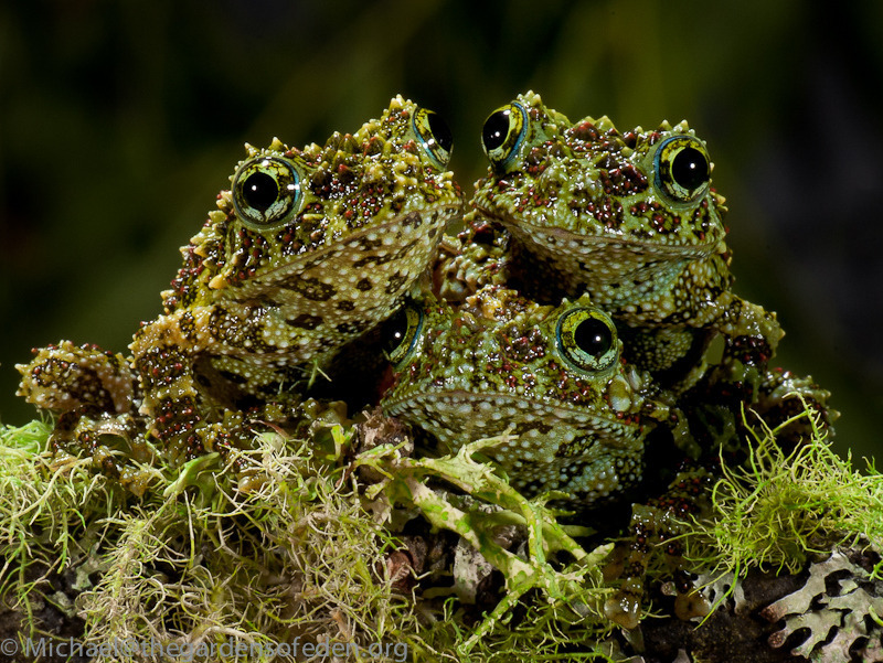 happy frog friday