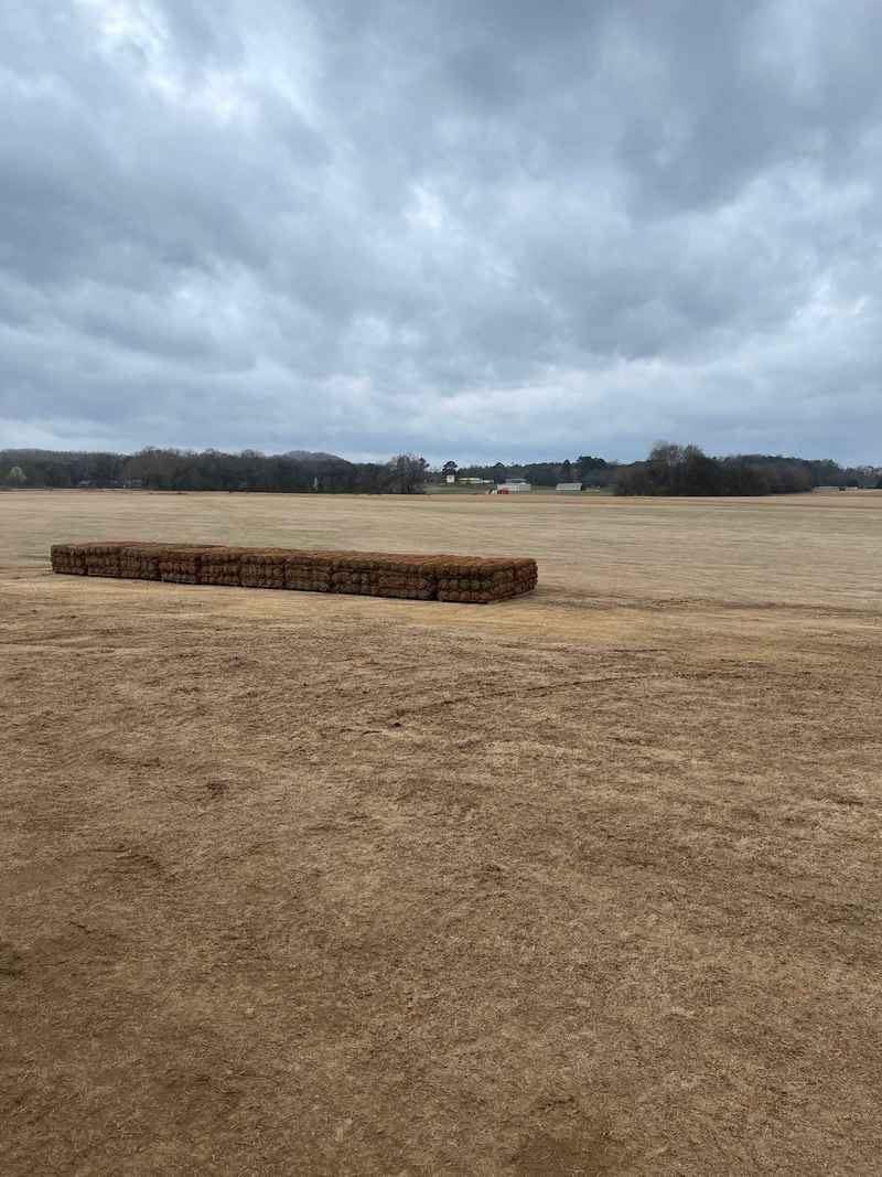 Dormant sod can be harvested too ya know 🌱

#bermudasod #bermudagrass