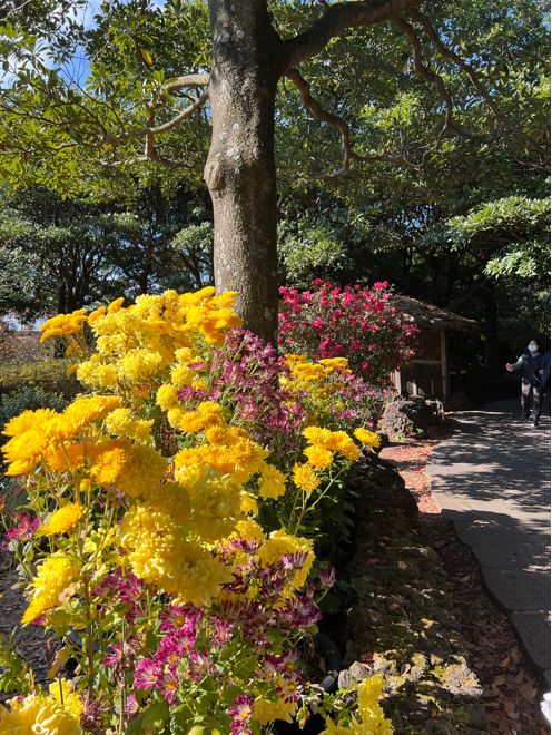 sensing's tweet photo. 🌸 Jeju Island is a flower lover's paradise, especially in November! 🌼 This time of year, the island is abloom with a variety of beautiful flowers that are sure to take your breath away. #JejuFlowers #FlowerLovers. 🌸 https://t.co/f8aaw9O5KL