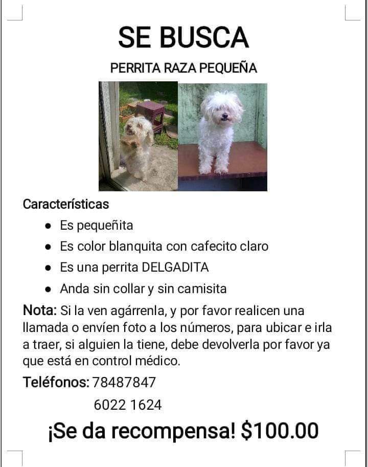 lamanadadepick's tweet photo. #SERVICIOSOCIAL

Ayúdanos a encontrar a Cherry, perdió en calle a mariona, Ciudad delgado
Las colonias vecinas son: arenales, planes de mariona, laugrel, Lirios del norte, futura, majucla
Si tienes información por favor comunícate al 78487847 o al 60221624 https://t.co/07OUWf9IEZ