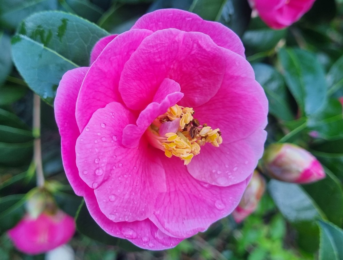 Ozymandiasdust's tweet photo. Pristine camellia just flowering in the garden...🌸 #FlowersOnFriday #gardening #Devon #Flowers https://t.co/BKxNDx9XRK