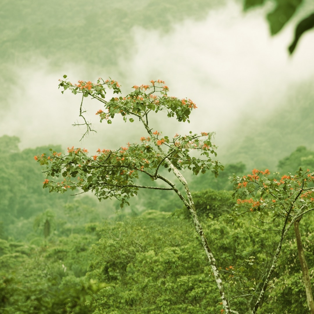 savimbos's tweet image. Cada árbol es un ecosistema. En su cuerpo viven infinidad de seres vivos. Si siembras un árbol, creas una galaxia. 🌱🌿🌲