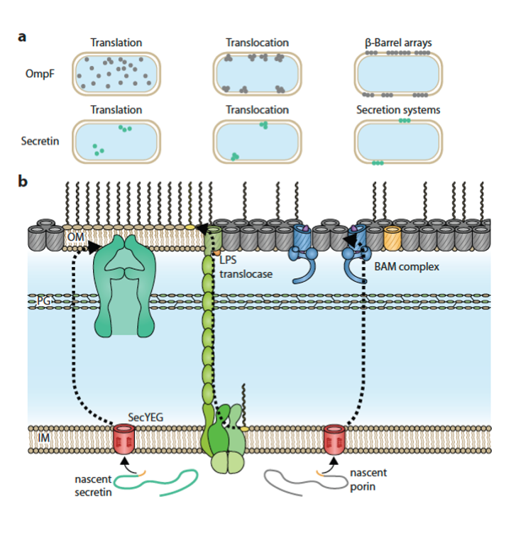 It was impressive reviewing the papers from our field to show how far understanding has come for the quantitative aspects of bacterial cell surfaces and the processes by which they are made rdcu.be/c6iIS <a href="/CentreImpactAMR/">Centre to Impact AMR</a> <a href="/MacsysCoe/">MACSYS-CoE</a> <a href="/MonashBDI/">Monash Biomedicine Discovery Institute</a>