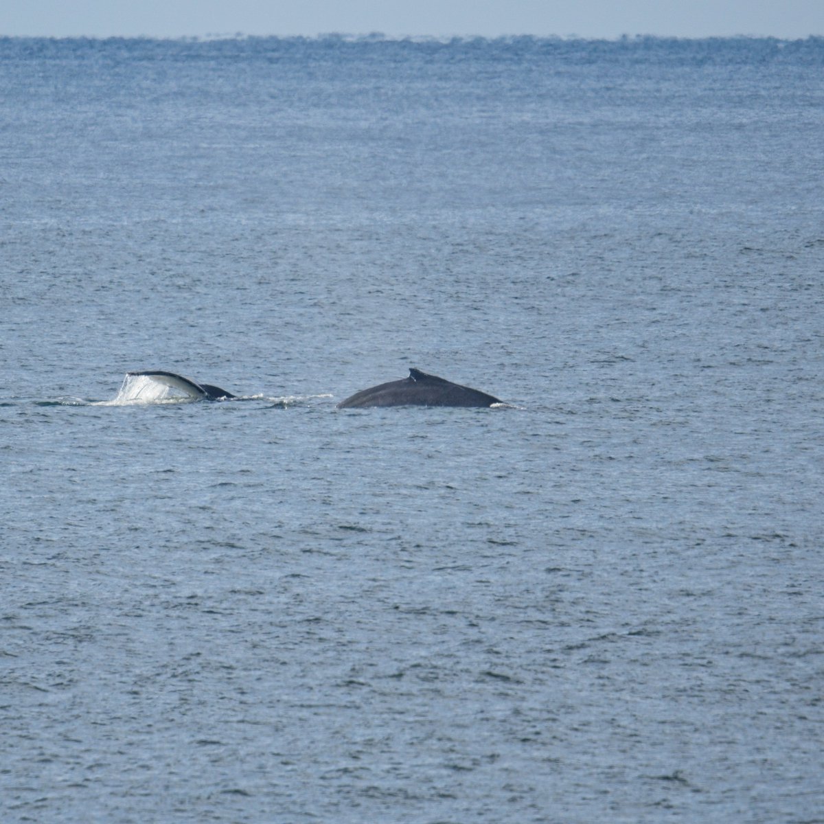 Lots of whale action off Amphitirte Point today and yesterday. I shot these this morning. I'll try to get some more later when the sun is at a better angle so I'm not shooting into the sun. #Ucluelet #Ukee #Tofino #VancouverIsland #Whales