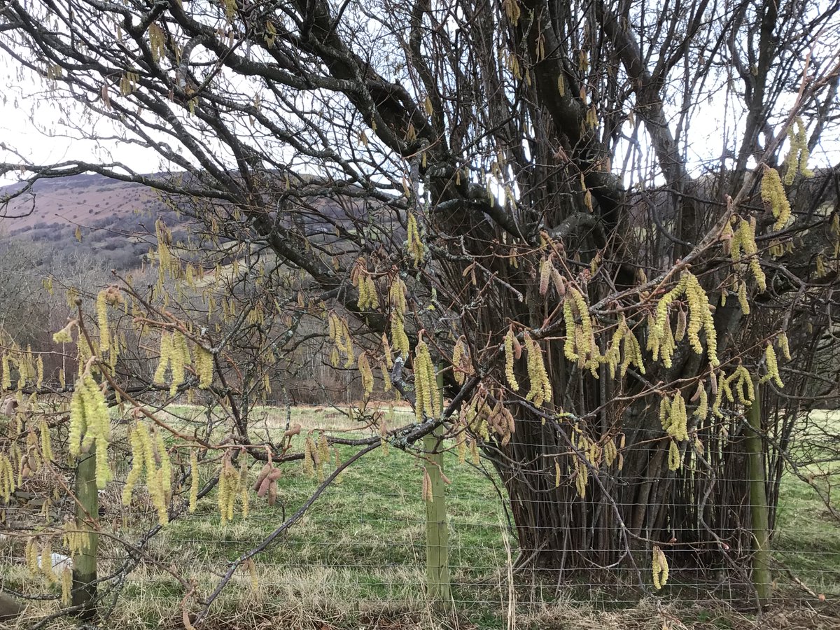 Catkins! Which means lambing time is just around the corner…🐑
 #lambingtime  #Farmstay  #HillFarm #OlchonValley  #BlackMountains #Herefordshire #OlchonValley