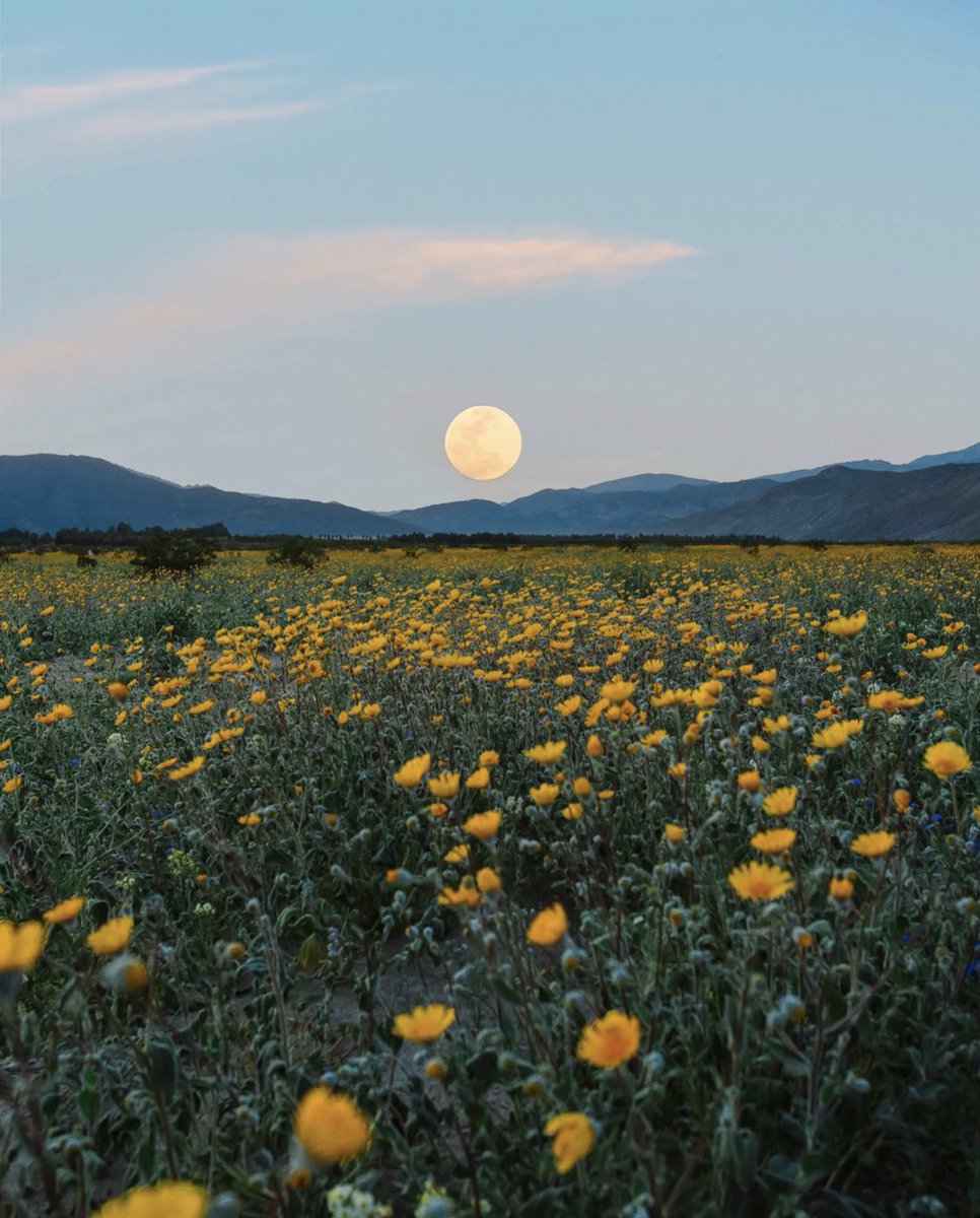 explorestapp's tweet photo. Spring will soon be upon us! Who’s ready for wildflower season? https://t.co/pnGz2Dhgtz