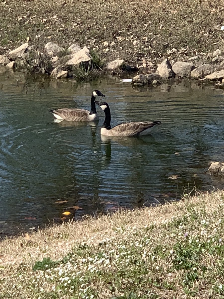 Geese enjoying the pond at ECSU #ECSU #VikingPride #ElizabethCity