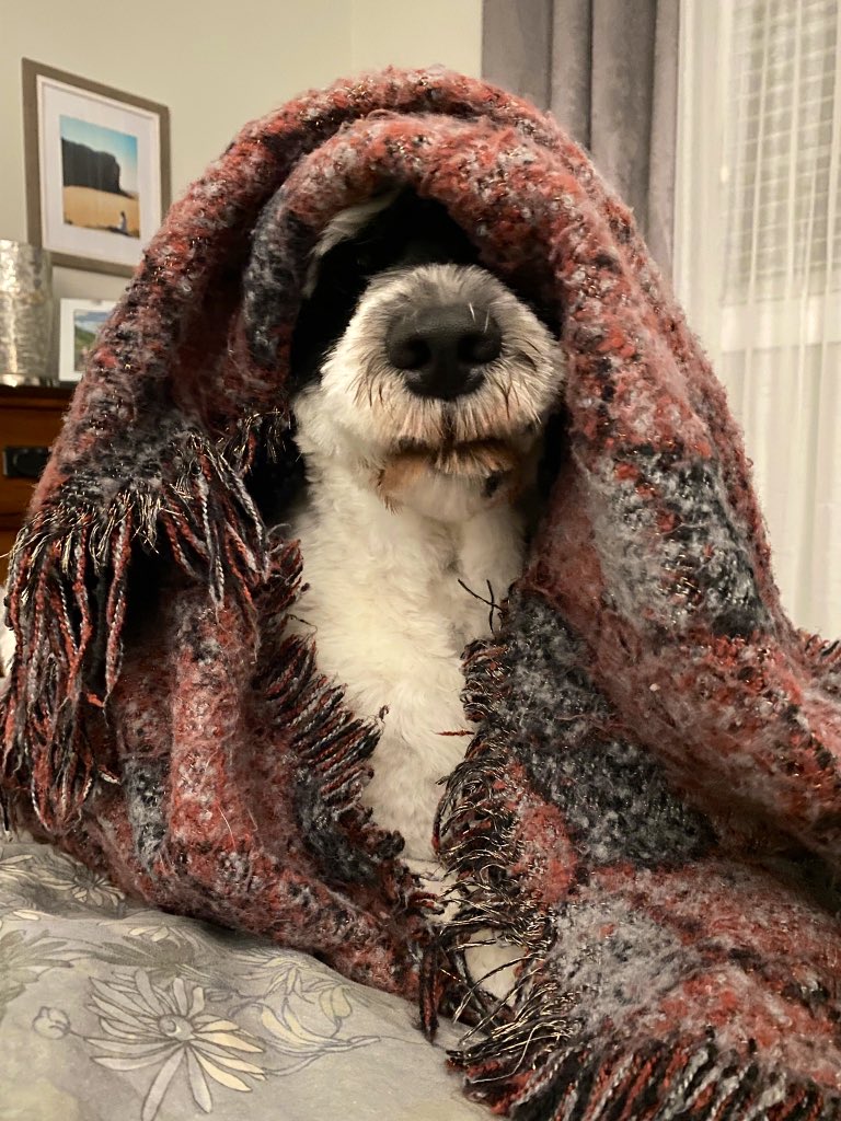 Based on the forecast for NL this weekend it will be a chilly one 🥶. Please don’t leave your pets outside. If it’s too cold out for you, then it’s too cold out for your pet 🐾. #nlwx #BeKind #StayWarm <a href="/weathernetwork/">The Weather Network</a>