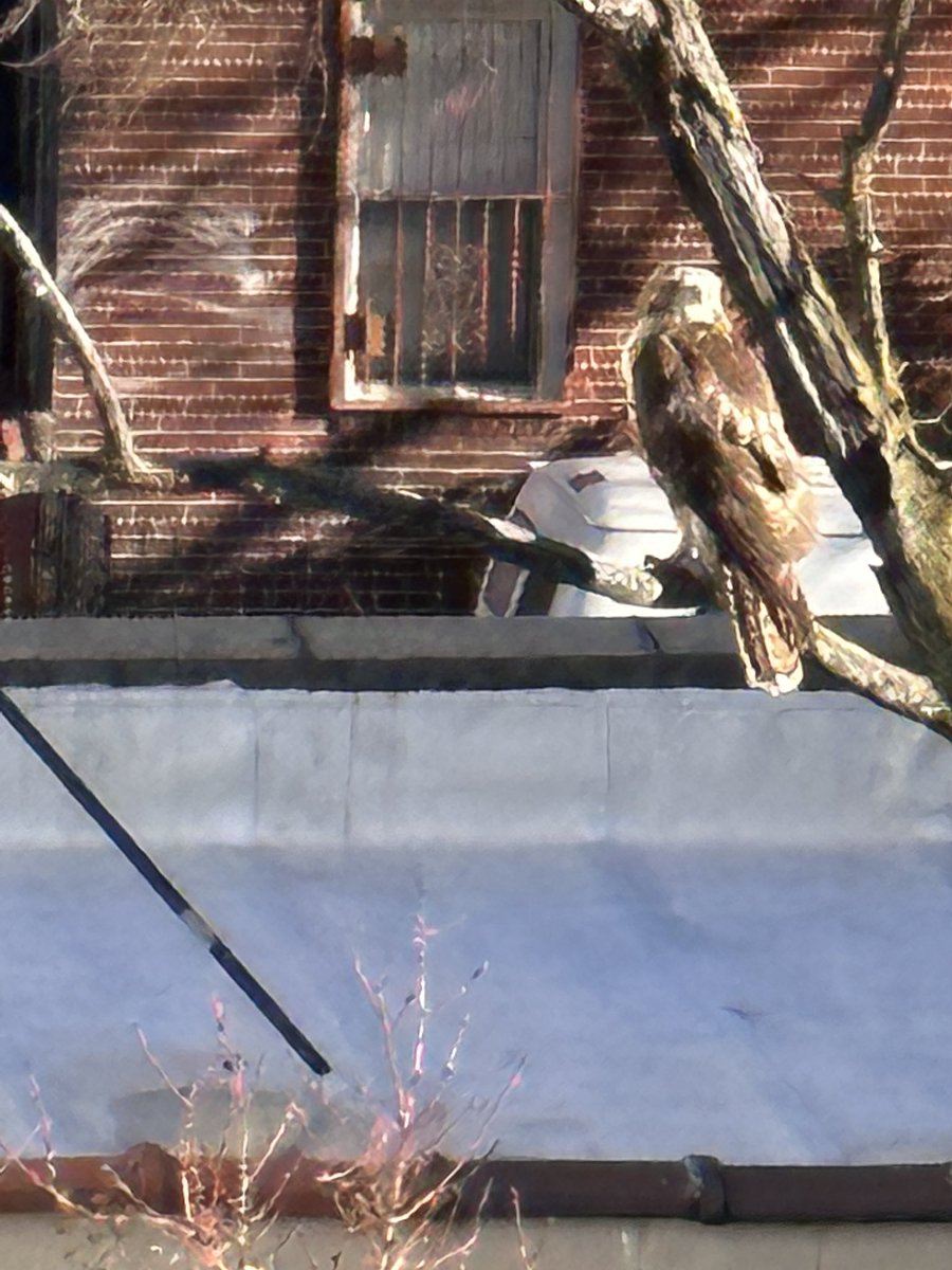 ArushaBaker's tweet photo. Which beautiful bird is this? Biggest Iโve seen outside my window in north Bushwick. #BirdsOfTwitter #birdsofbrooklyn #birdsofnewyork #birdsofnyc #nycbirds @NYCParks @NYCAudubon https://t.co/Yn0qr447Os