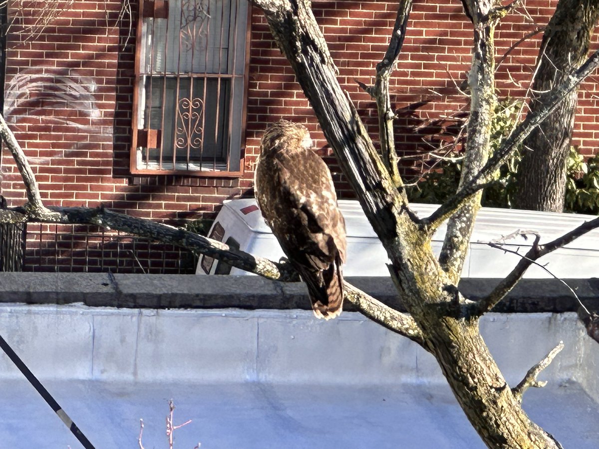 ArushaBaker's tweet photo. Which beautiful bird is this? Biggest Iโve seen outside my window in north Bushwick. #BirdsOfTwitter #birdsofbrooklyn #birdsofnewyork #birdsofnyc #nycbirds @NYCParks @NYCAudubon https://t.co/Yn0qr447Os
