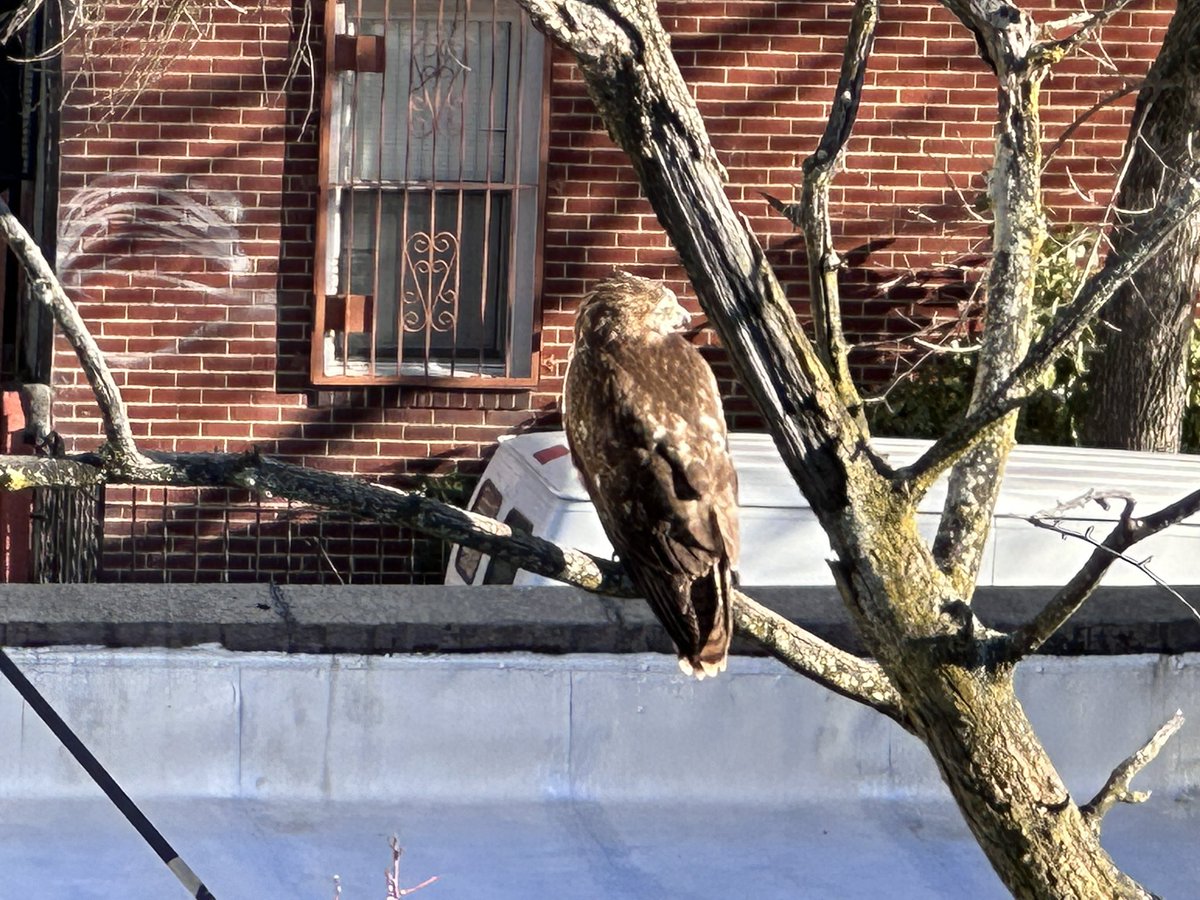 ArushaBaker's tweet photo. Which beautiful bird is this? Biggest Iโve seen outside my window in north Bushwick. #BirdsOfTwitter #birdsofbrooklyn #birdsofnewyork #birdsofnyc #nycbirds @NYCParks @NYCAudubon https://t.co/Yn0qr447Os