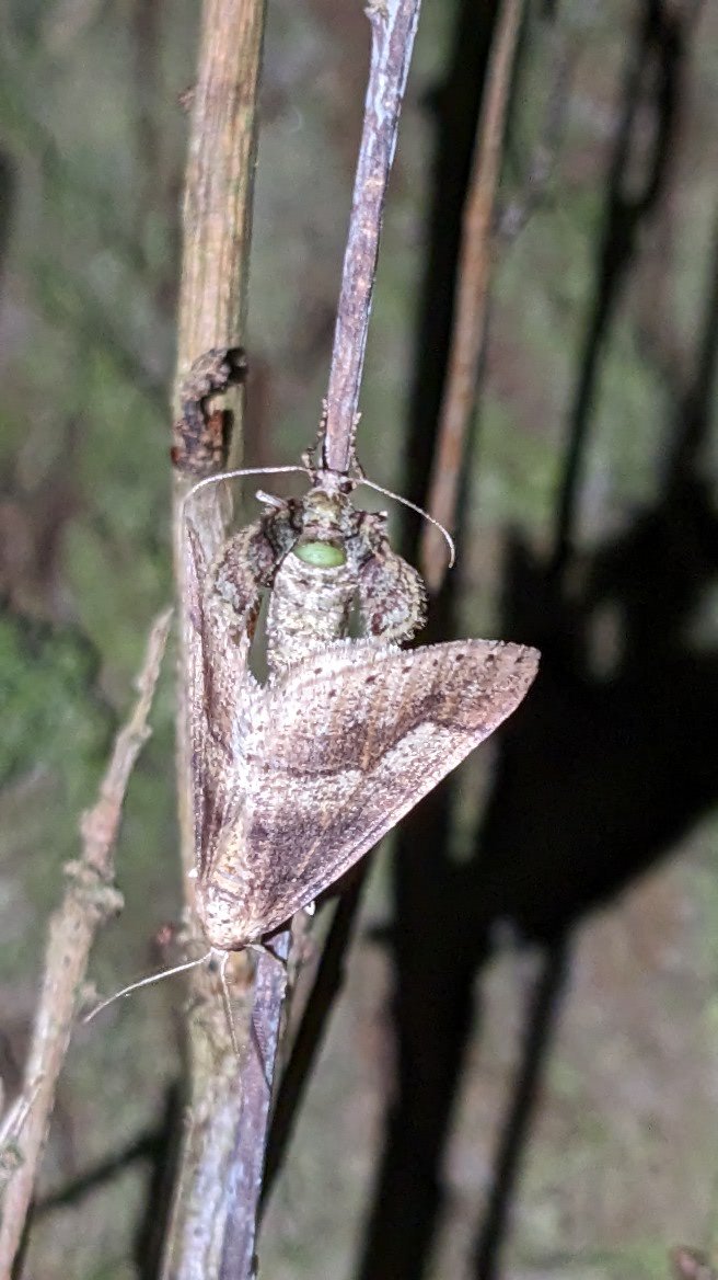 entomolojosh's tweet photo. Walking around #CayntonGorse with my new lantern trying to #butterflynet some #moths, and I've seen two things for the first time! Mating moths, and a female with reduce wings!!! I'm so excited right now!!! I'm pretty sure they're #dottedborder moths
#insects #entomology https://t.co/6yJmKFsBlm