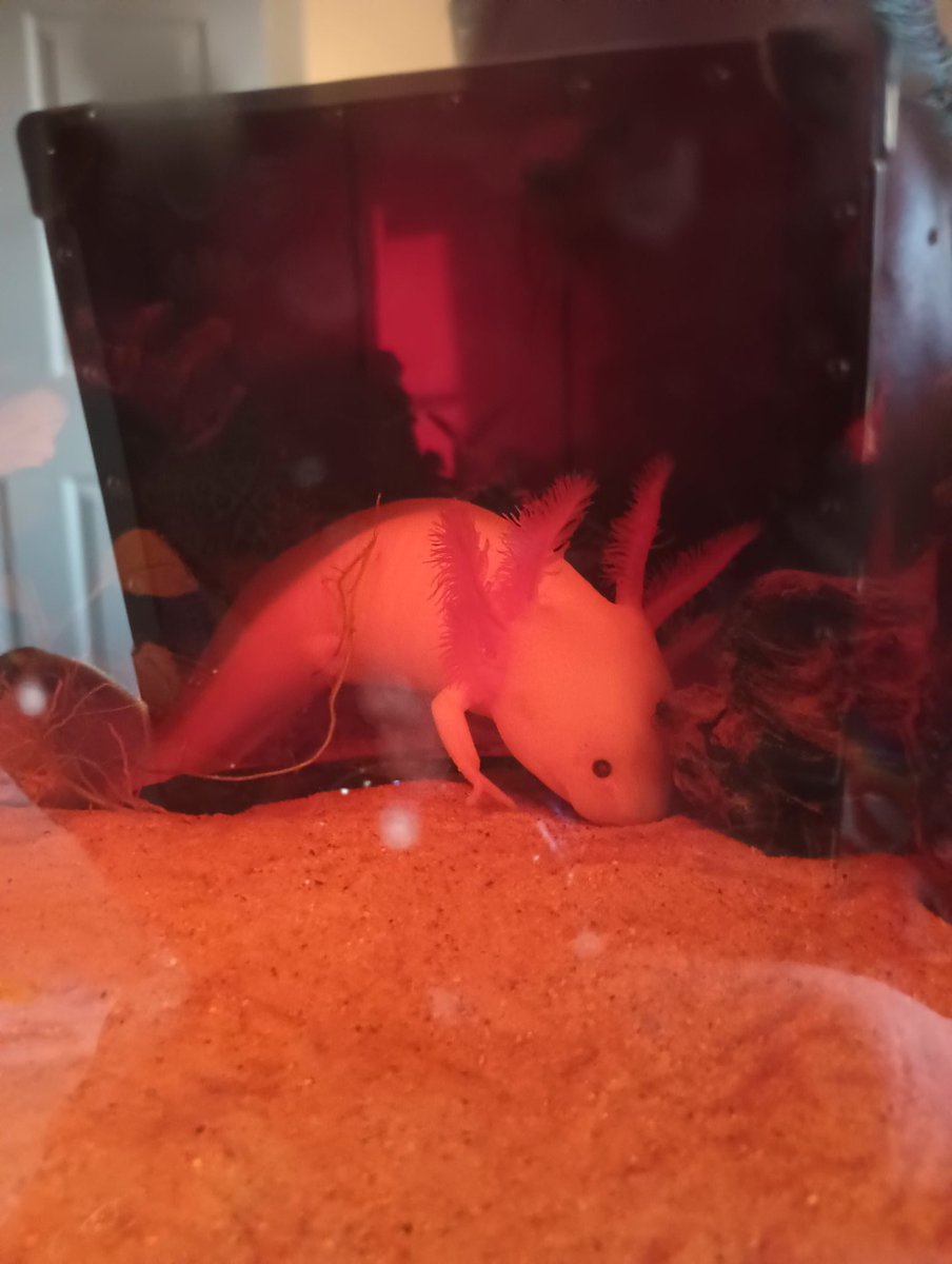 Welcome to the Thomas household #mudkip #axolotl He/She (we won't know until his/her testicles drop or not) is very happy in the tank and India is over the moon for it! #exoticpets #leucistic couldn't get her to name it #axelrose #cuteasabutton #littleguy