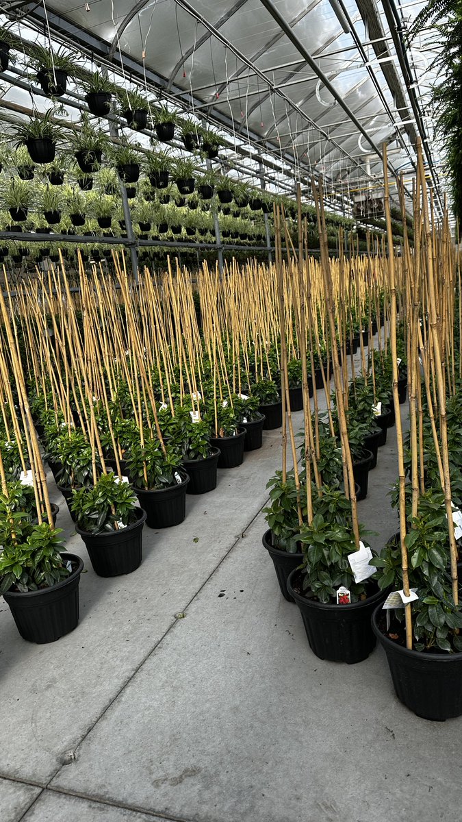 Tanya Carvalho tweet media