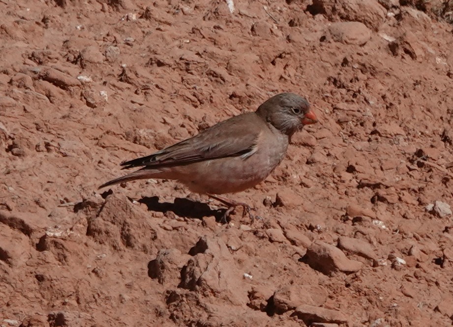 Martin Pitt tweet media