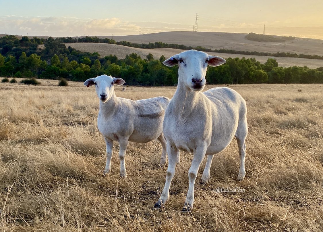 CallissClan's tweet photo. #Vanilla & #Flopsy are both sporting “sister stripes” - where Finn has jumped on their backs & they’ve walked away 😂 https://t.co/7Uhhz76qgs
