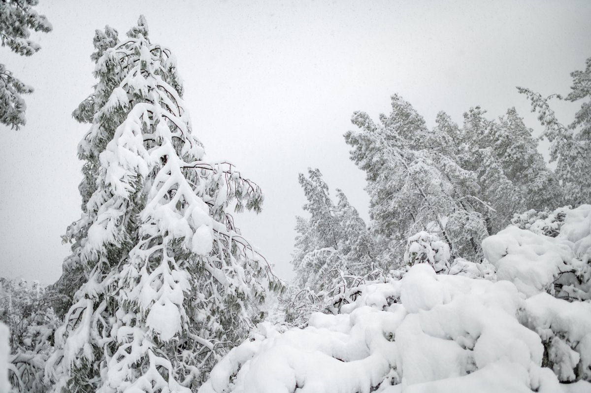 ChicoState's tweet image. Wildcats, it's cold outside! 🥶 A winter storm brought a dusting of snow to the south rim of Upper Bidwell Park today. #ThisIsChico

📸: Photos by @JasonHalley_CSU