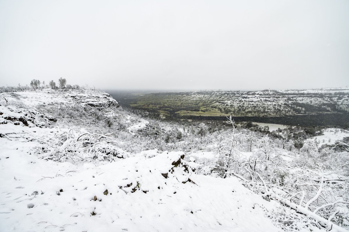 ChicoState's tweet image. Wildcats, it's cold outside! 🥶 A winter storm brought a dusting of snow to the south rim of Upper Bidwell Park today. #ThisIsChico

📸: Photos by @JasonHalley_CSU