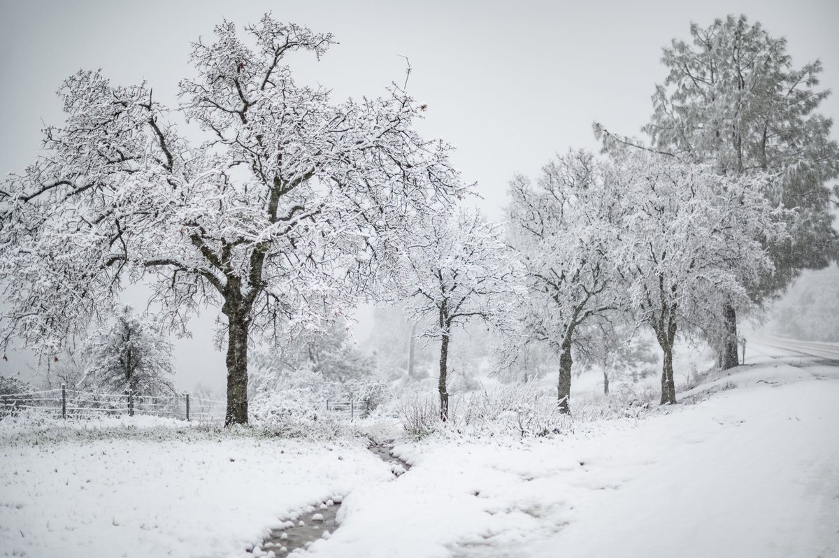 ChicoState's tweet image. Wildcats, it's cold outside! 🥶 A winter storm brought a dusting of snow to the south rim of Upper Bidwell Park today. #ThisIsChico

📸: Photos by @JasonHalley_CSU