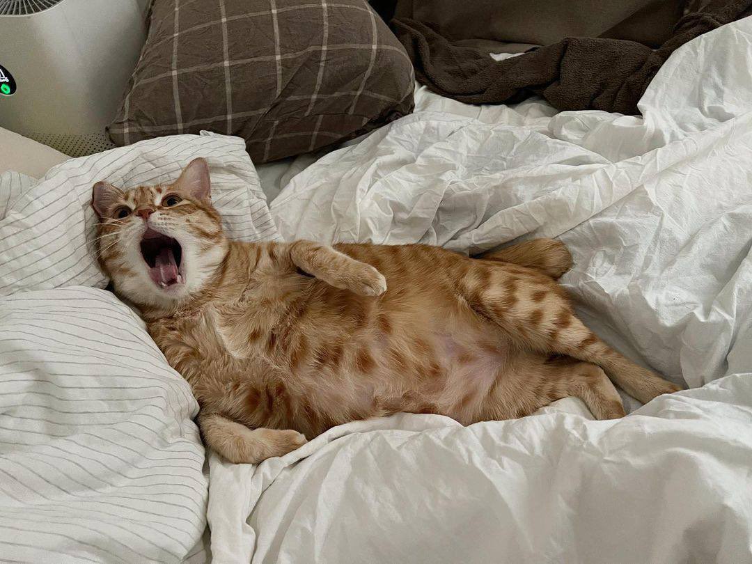 dprchklera's tweet photo. Sweet dreams #night #catinbed #StandWithUkraine https://t.co/M4EX3Smb60