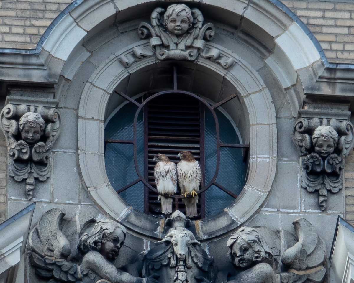 CarenJahre's tweet photo. I've often seen a Red-tailed Hawk in the north tower of The Beresford overlooking the Park, but today I saw two (Fred and Ginger?). Love the juxtaposition with the cherubs. #birdcpp https://t.co/nsgQtyYuVc